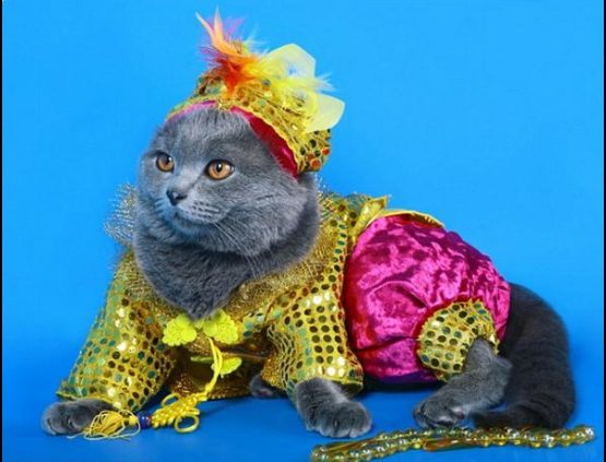 Pet1