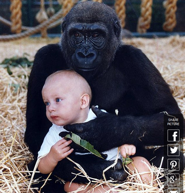 gorilla1