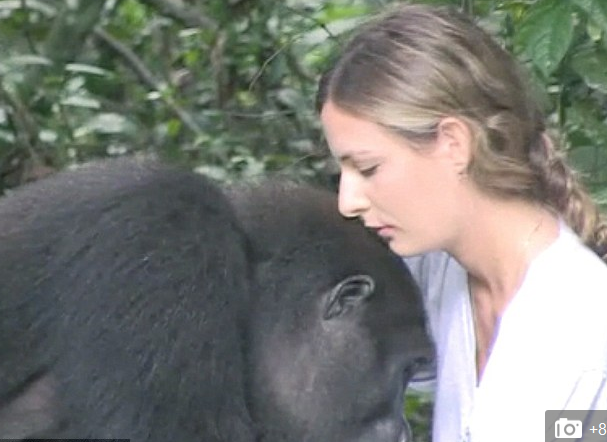 gorilla4
