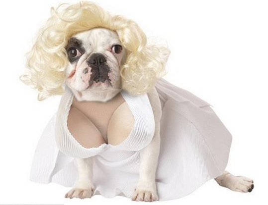 pet2