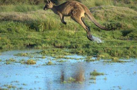 Kangaroo-in-flight.jpg