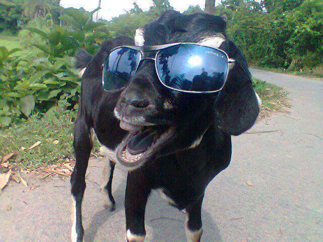 Mbuzi funny funny