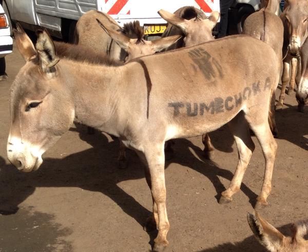 donkey_4j.jpg