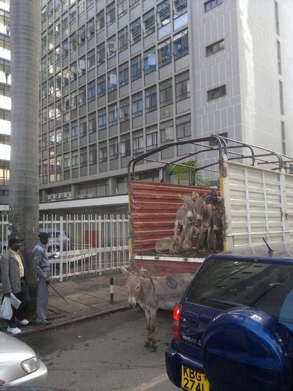 donkey_5.jpg