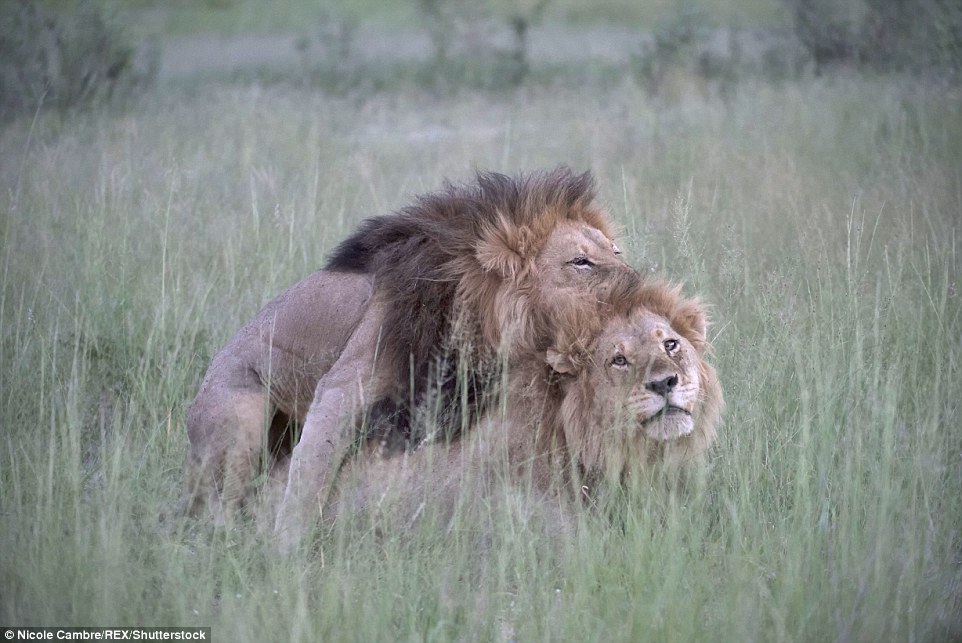 lions_bang.jpg