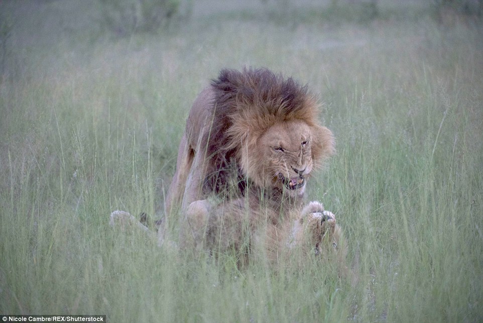 lionse.jpg