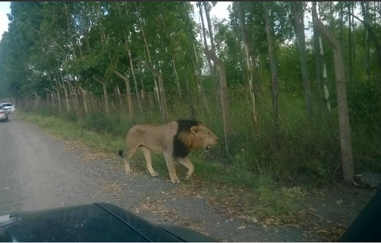 lionsontheloose2.PNG