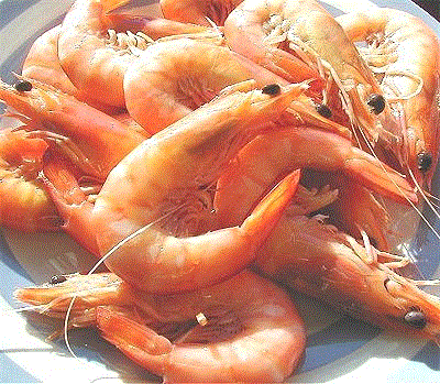 prawns-1.gif