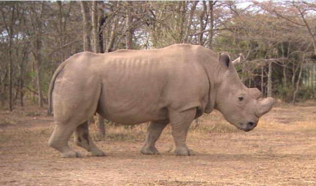 rhini.jpg