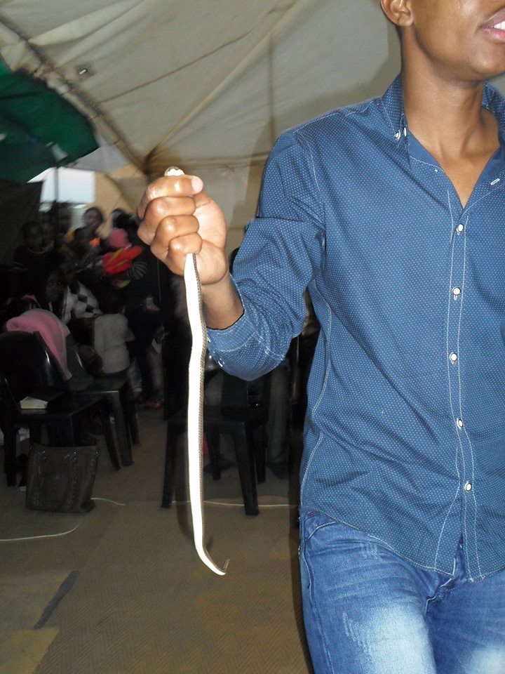 snake_eating_3.jpg