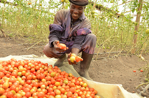 tomato.jpg