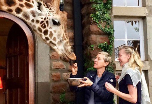 Ellen DeGeneres and her wife Portia de Rossi feed giraffe during their visit to Kenya