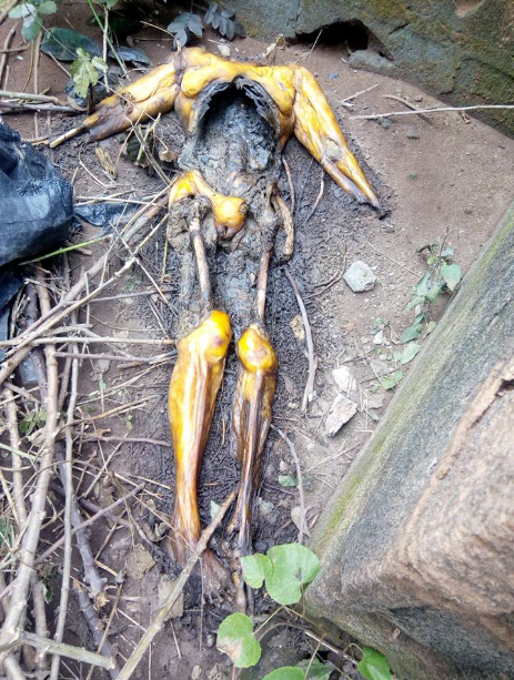 The woman's remains