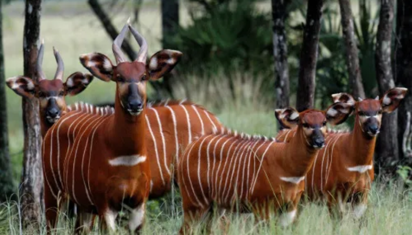 Kenya Welcomes 17 Rare Mountain Bongos from the US