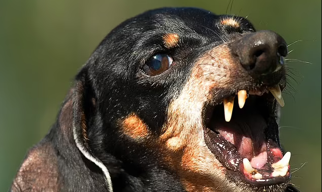Sausage Dog Kills One Month Old Baby