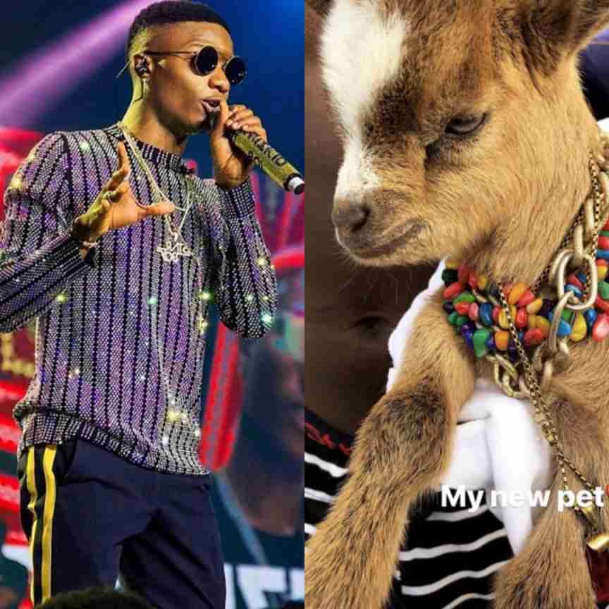 Incredible! Meet Wizkid’s New Pet