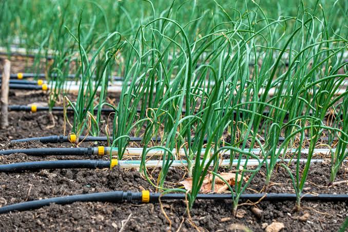 Co-op Bank mentors farmers into integrating IoT sensors, solar irrigation, and AI-driven platforms to boost yields, conserve water, and improve access to agricultural finance (Image: Files)