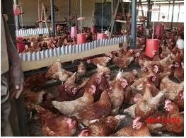 School teacher commits suicide over stolen chicken.