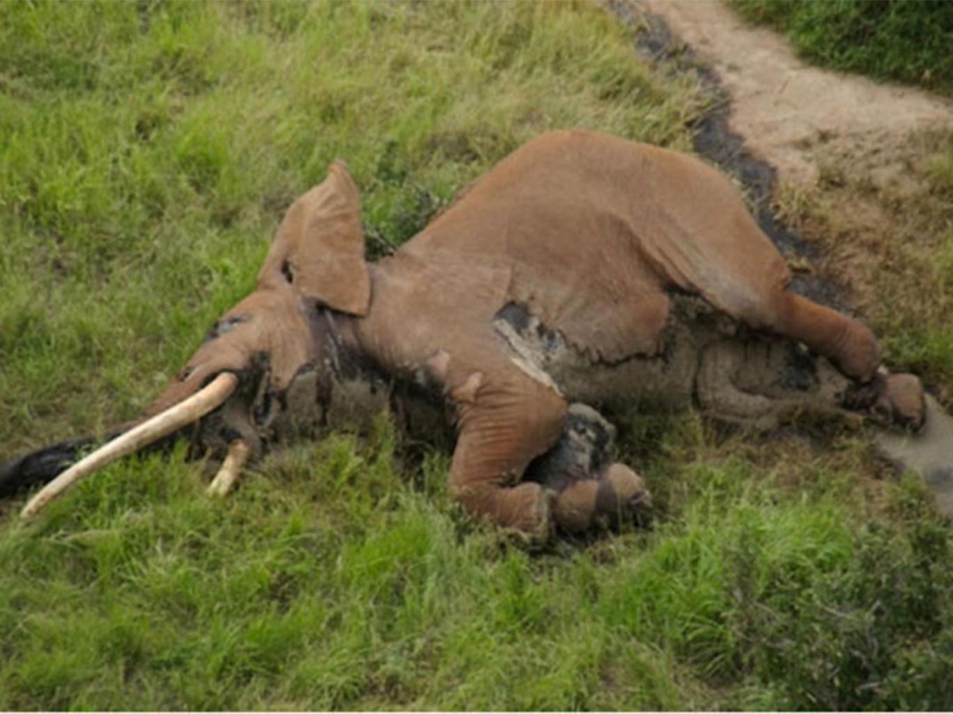 He was the oldest and largest elephant in Kenya but he’s no more…the sad unfortunate story of Satao II