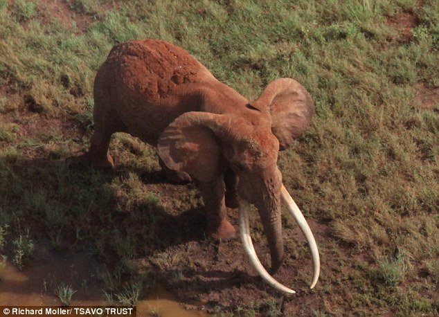 Satao II