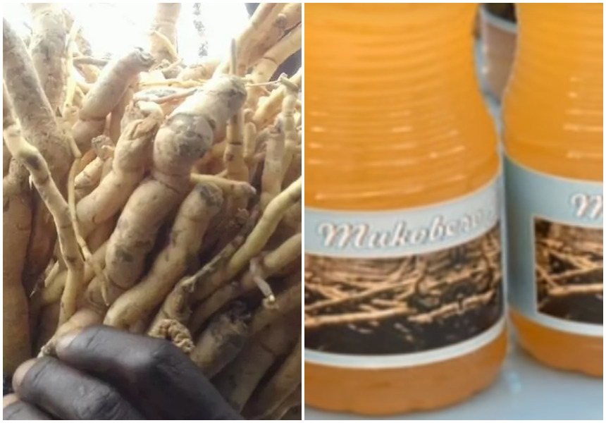 Excitement galore as natural libido booster ‘Mukombero’ is made into juice sold in supermarkets and retail shops