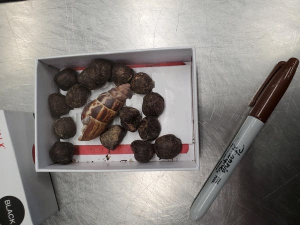 Woman Arrested With Giraffe Poop In Flight Luggage