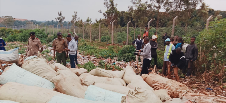 NACADA Destroys 1.5 Tonnes of Bangi