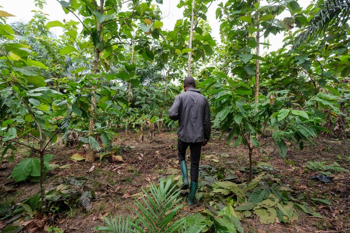 Miti Alliance: Social Enterprise leading the Miyawaki “Magical Forest” Initiative in Kenya