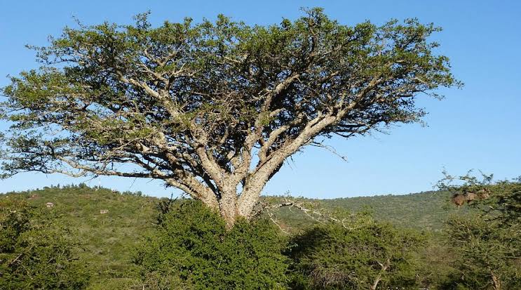 Maanzoni: A Living Mosaic of Nature and Community in Conservation