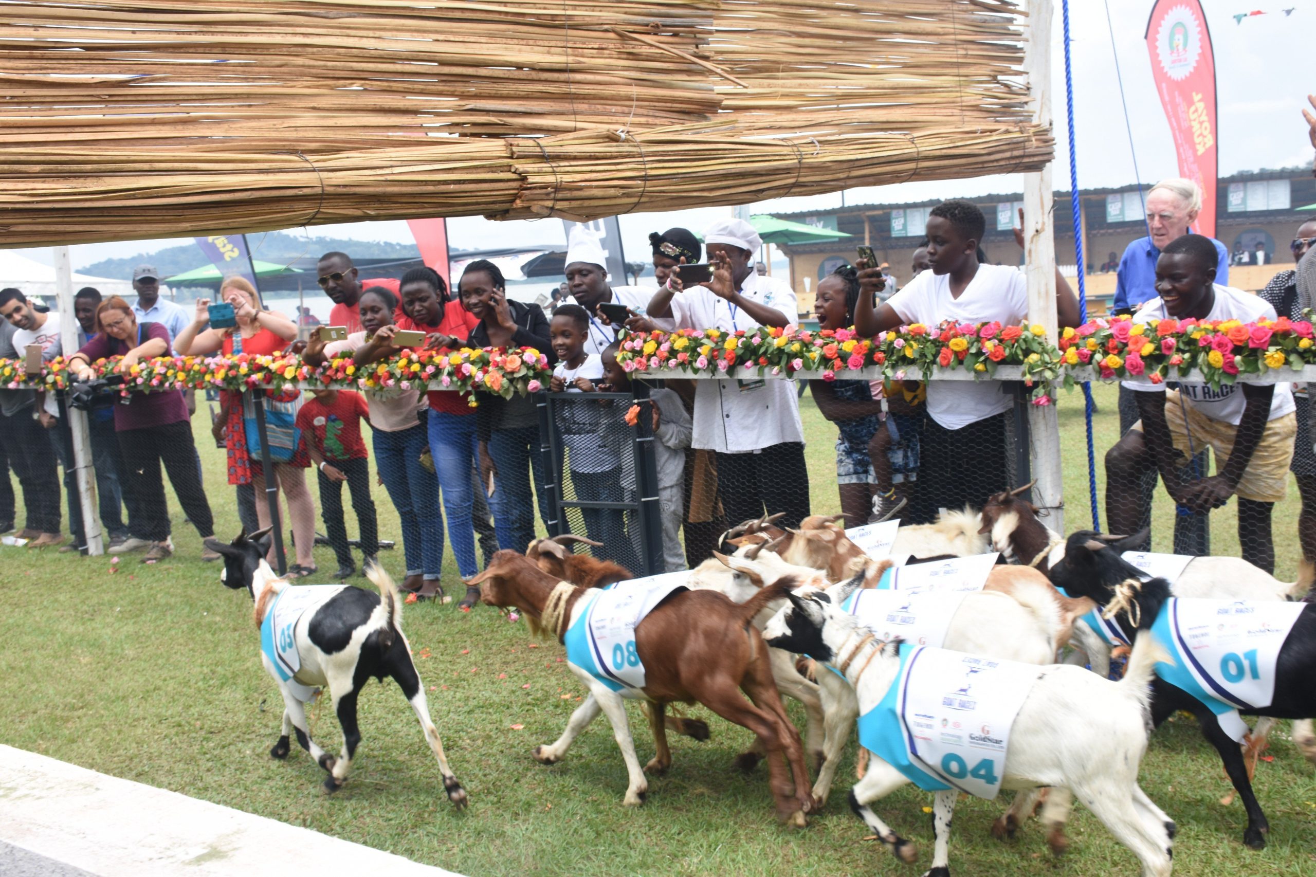 APASS mocks Bebe Cool Over Goat that Ran Backwards