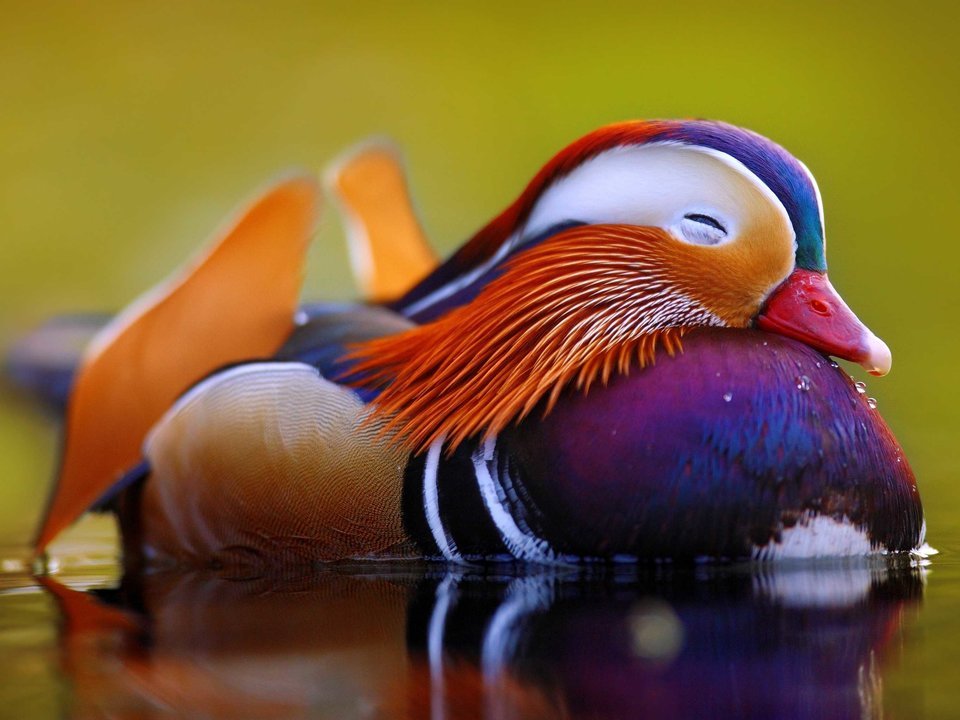 Five (5) Cutest Animals In The World
