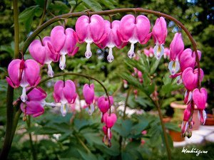 Five (5) Most Beautiful Flowers In The World
