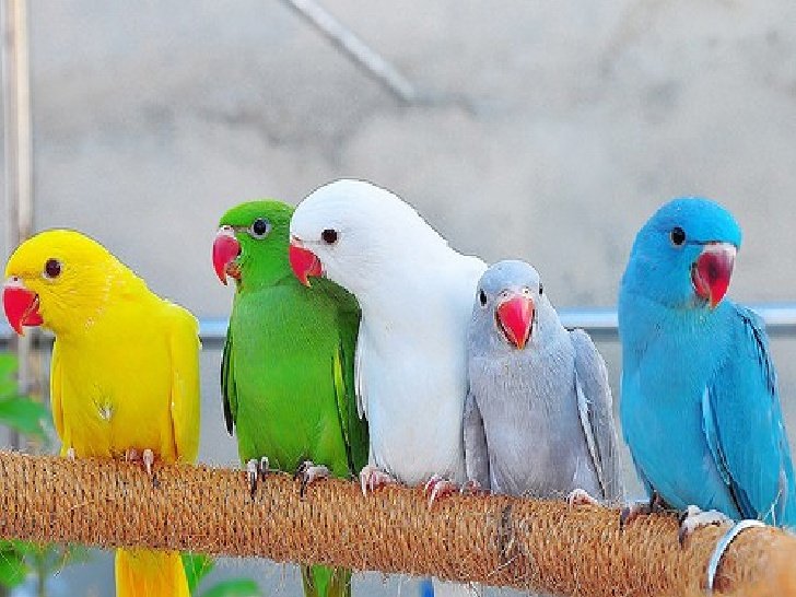 PHOTOS: Six (6) Of The Worlds’s Cutest Birds