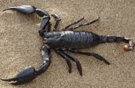 Oh Dear! Mother Ignores Crying Child who had Live Scorpion in her Shoes Thinking she was Only Being Naughty