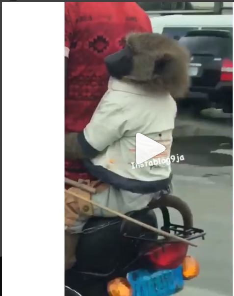 Hilarious! Baboon and his Friend Spotted on a Bike in Lagos